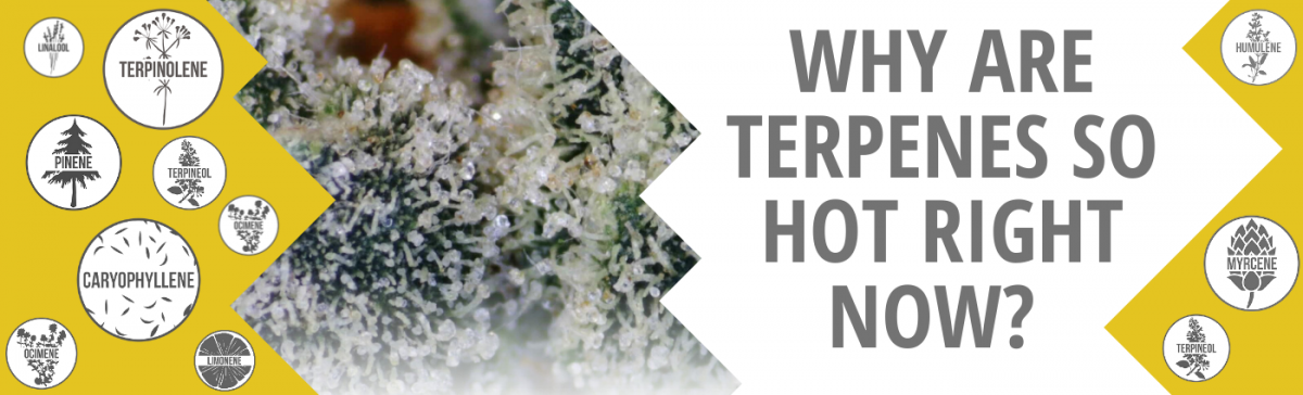 Why Are Terpenes So Hot Right Now?